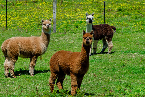 DSC_3713 copy