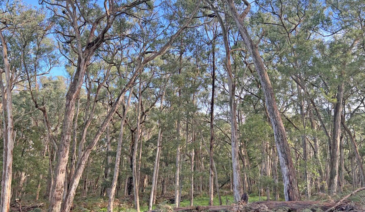Condah Estate 5+